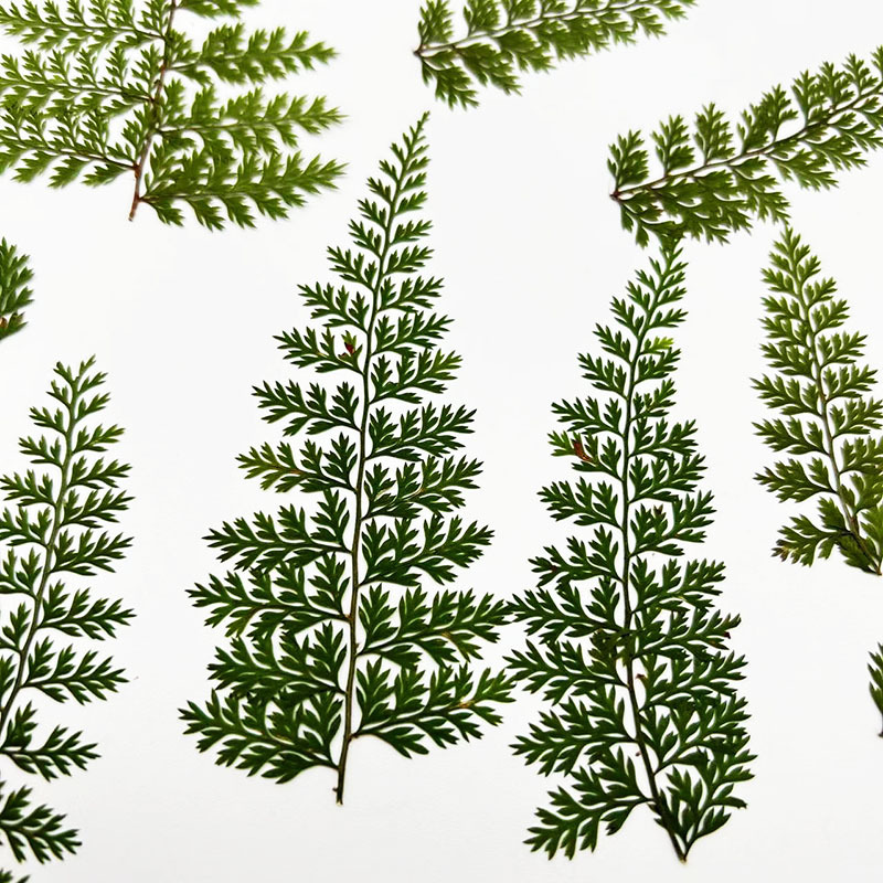 Resin Art For Photo Frame - 100Pcs Natural Rain Fern Leaf Specimens,