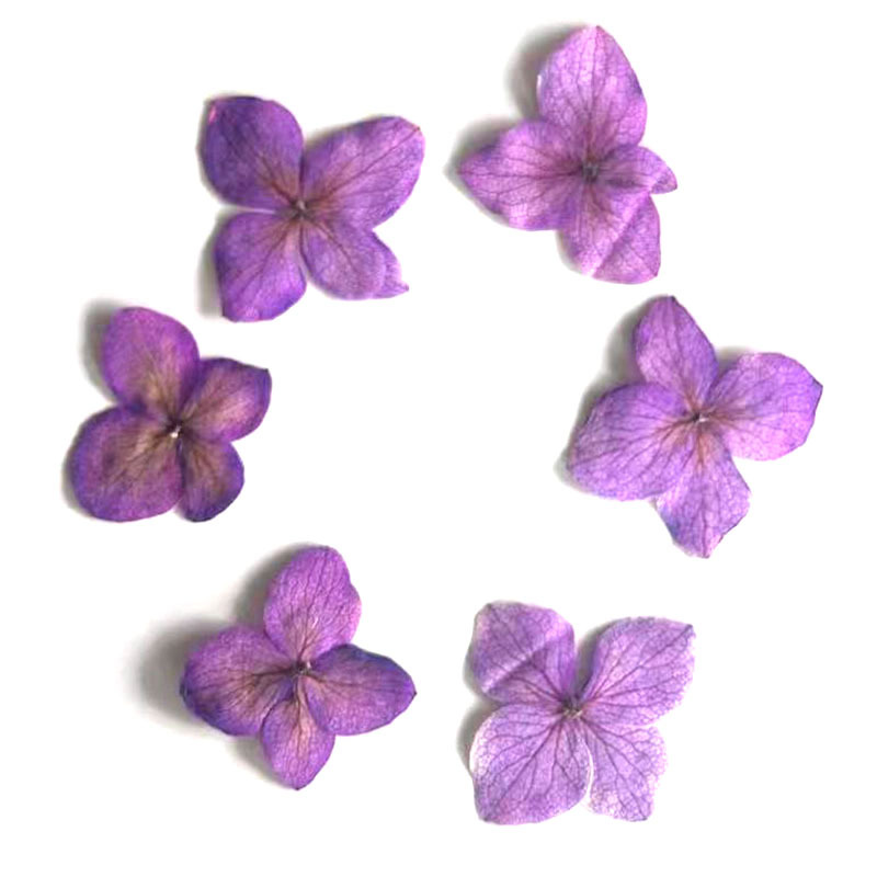 60Pcs Anna Hydrangea Color-Abs - Resin Art For Photo Frame review and price