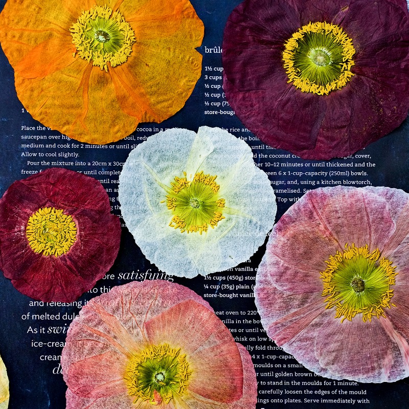 1pcs,Nature Field Poppy Presse - Resin Art For Photo Frame review and price