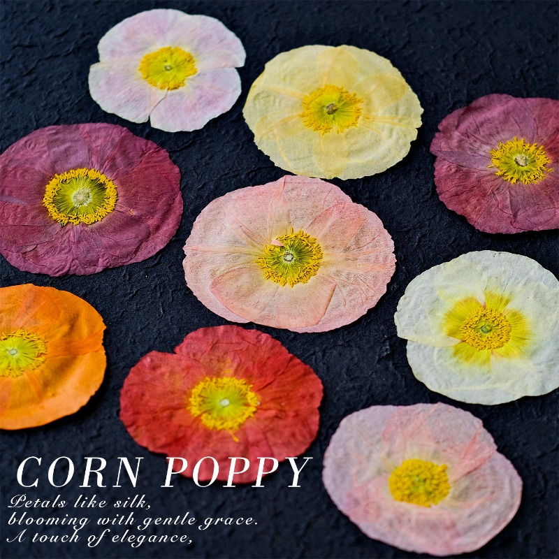 1pcs,Nature Field Poppy Presse - Resin Art For Photo Frame review and price