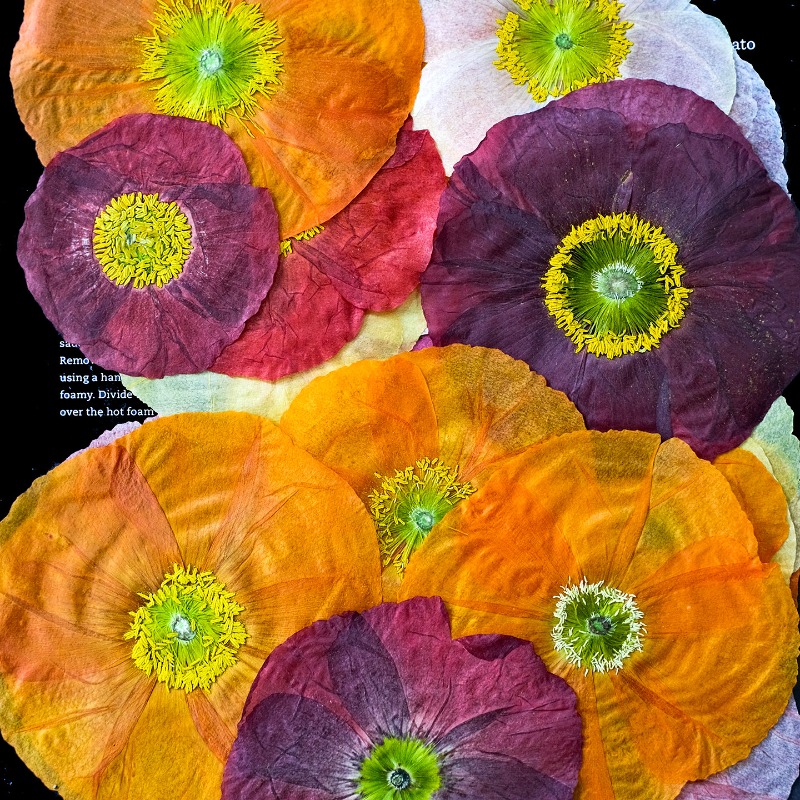 1pcs,Nature Field Poppy Presse - Resin Art For Photo Frame review and price