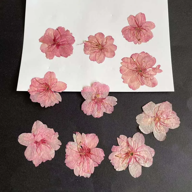 3-4.5CM/24PC Real Natural Drie - Resin Art Rose Petals review and price