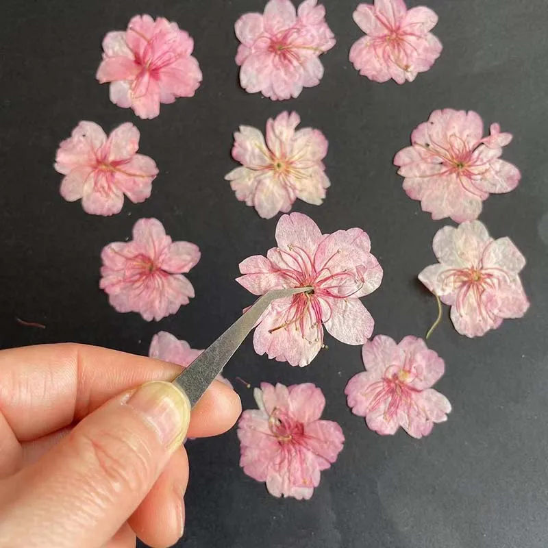3-4.5CM/24PC Real Natural Drie - Resin Art Rose Petals review and price