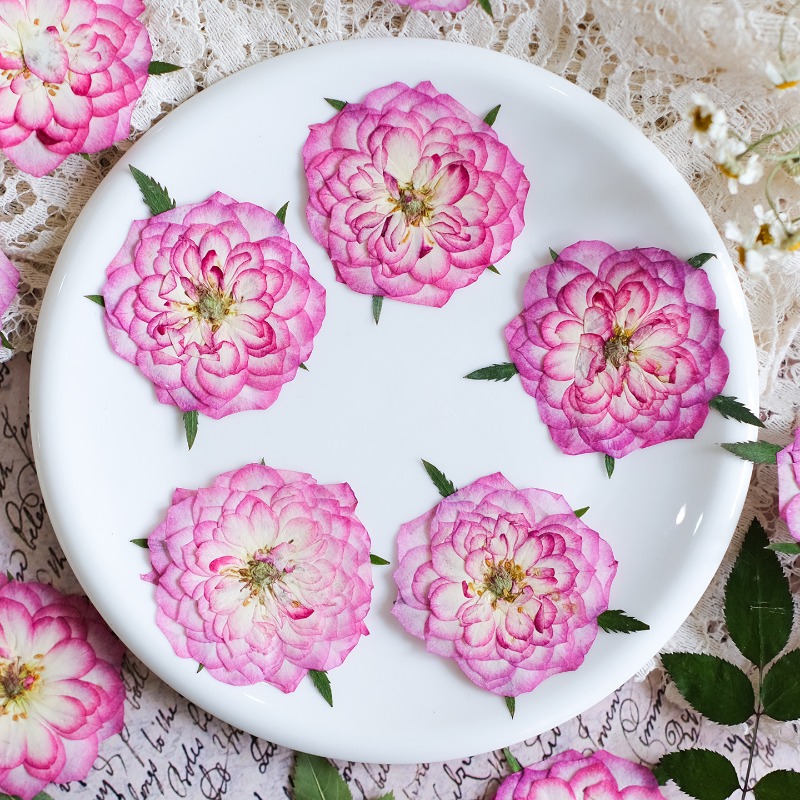 6pcs,Natural Rose Lotus Presse - Resin Art Rose Petals review and price
