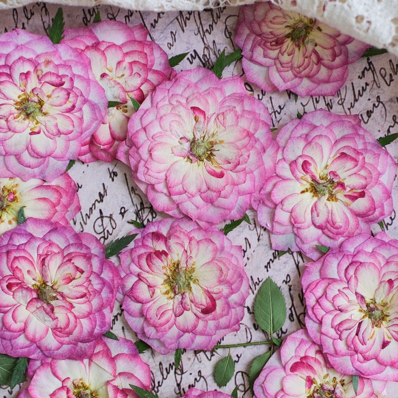 6pcs,Natural Rose Lotus Presse - Resin Art Rose Petals review and price