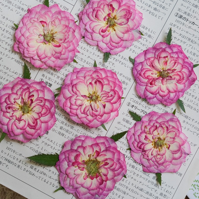 6pcs,Natural Rose Lotus Presse - Resin Art Rose Petals review and price