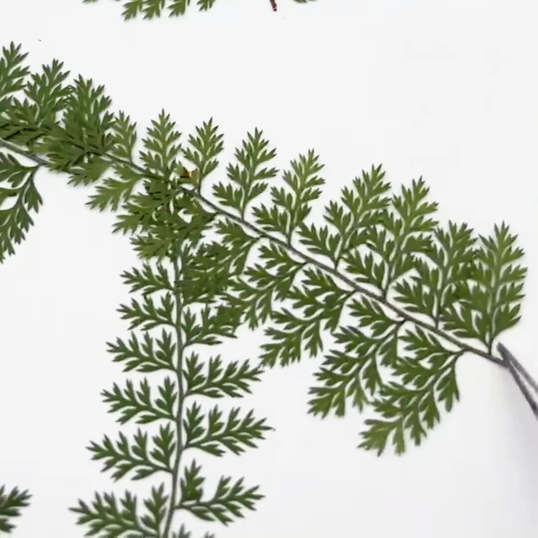 100Pcs Natural Rain Fern Leaf  - Resin Art For Photo Frame review and price