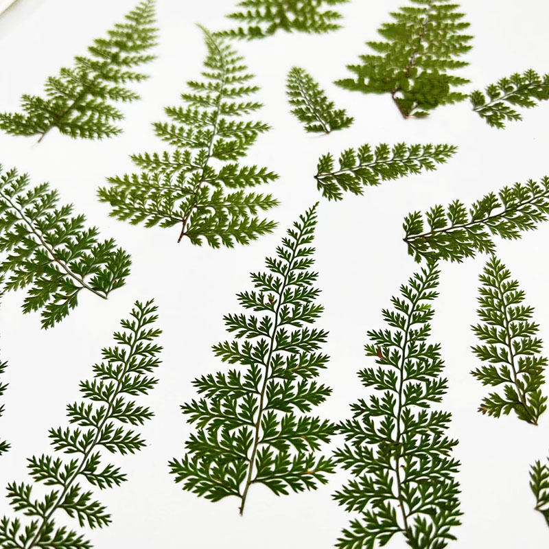 100Pcs Natural Rain Fern Leaf  - Resin Art For Photo Frame review and price