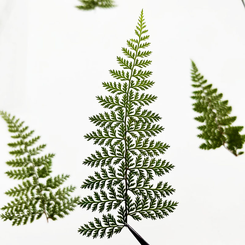 100Pcs Natural Rain Fern Leaf  - Resin Art For Photo Frame review and price
